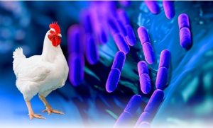 Poultry Probiotics