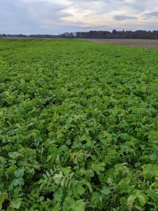 cover crops