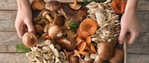 Adaptogenic Mushrooms