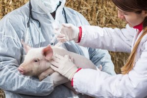 Animal Antimicrobial And Antibiotics