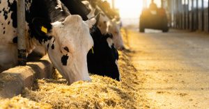 Animal feed organic trace minerals 