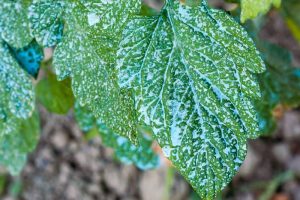 Copper Fungicides