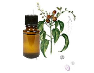 Croton Oil 