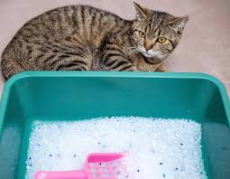 Crystal Cat Litter