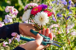 Cut Flowers