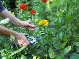 Cut flowers