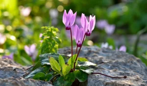 Cyclamen