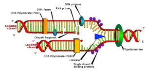 DNA Polymerase