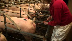 Swine Artificial Insemination