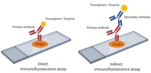 immunofluorescence assay