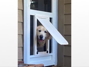 Pet Doors